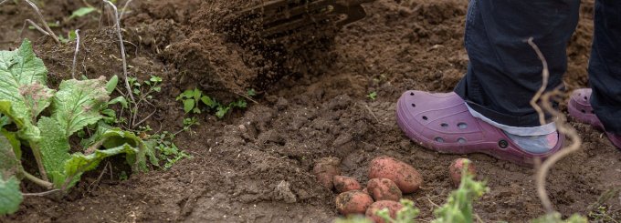 INCONTRO ONLINE COLTIVAZIONE DELLA PATATA