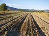Nuova Pac, nessuna strategia per il rilancio dell'agricoltura italiana