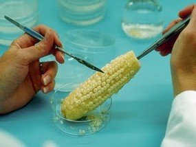 Lettera aperta ai ministri per fermare gli Ogm in Friuli